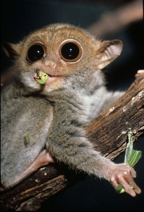 Mammals With Big Eyes Pets Lovers