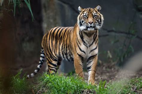 Habitatnya Terancam Harimau Benggala Rentan Alami Kepunahan National Geographic