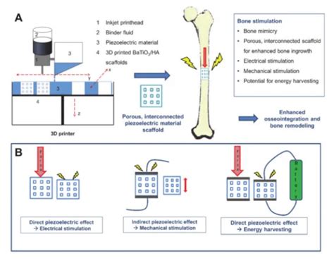 Tissue Engineering For Bone Regeneration 3d Printing Of Piezoelectric