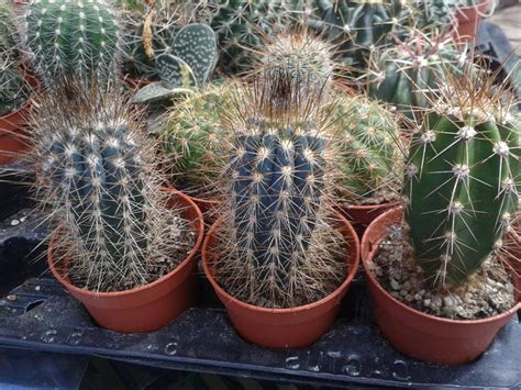 Son del tipo columnar bastante popular, tanto así que pueden encontrarse a. Cactus y crasas - Cactus pequeños