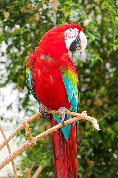 Guacamayo Escarlata Banco De Fotos E Imágenes De Stock Istock