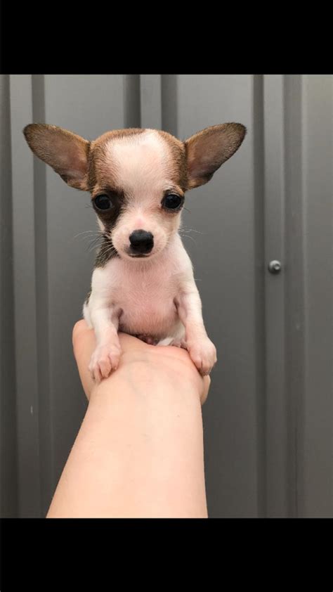 Teacup Chihuahua Puppies 50000 For Sale In Tyler Tx 5miles