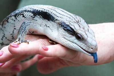 A great pet lizard for before acquiring a baby blue tongue skink (bts) you must be sure that you are able to provide the correct care and associated costs for its whole life. Blue Tongue Skink Care Sheet, Size, Lifespan, Facts n ...