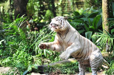 Rare Bengal White Tiger Catching Its Meal Stock Photos Image 26308393
