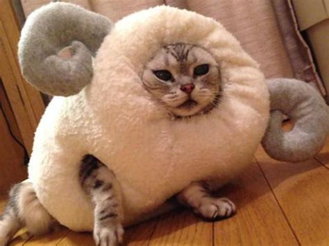 Pet Owner Celebrates The Year Of The Sheep By Inserting Their Cat Into