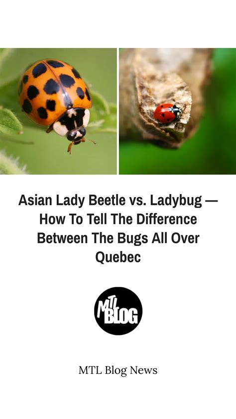 Asian Lady Beetle Vs Ladybug — How To Tell The Difference Between The