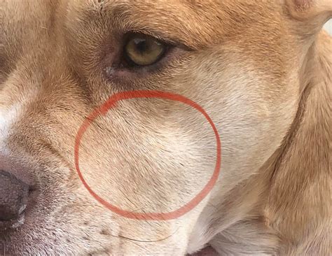 Just Noticed This Bump On My Dog Does Anyone Have An Idea What It Is