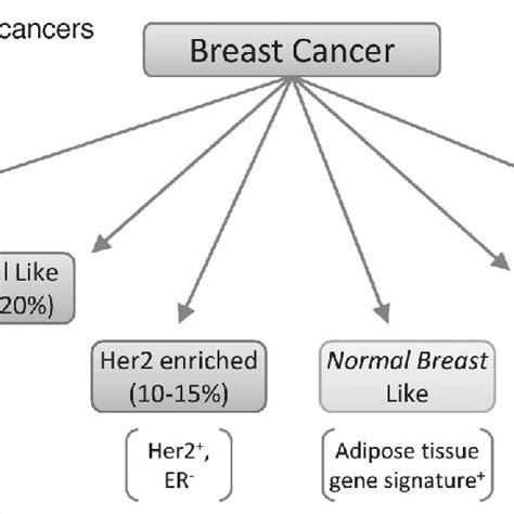 histological classification of breast cancer subtypes this scheme download scientific diagram