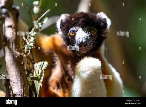 Silky Sifaka Lemur Endangered Wild Hi Res Stock Photography And Images