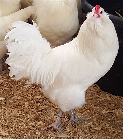 White Ameraucana Chickens For Sale Baby Chicks Cackle Hatchery