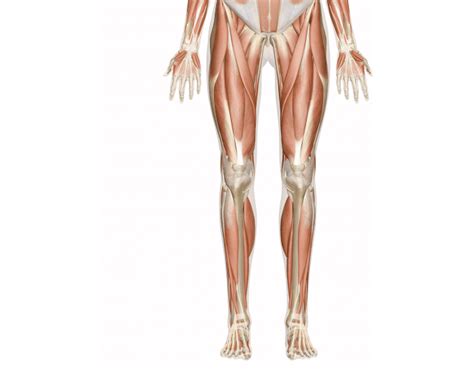 Lower Extremities Muscles Printable