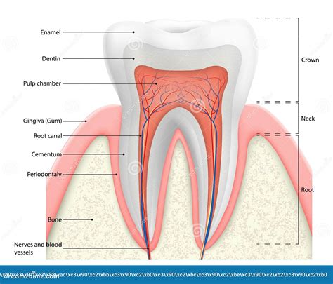 Human Tooth Structure Vector Diagram The Anatomy Of The Tooth Cross