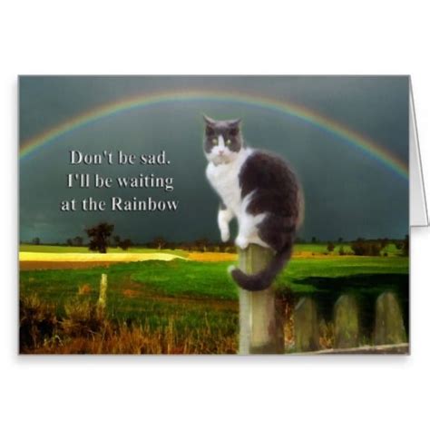 Sympathy Quotes Loss Of Cat Quotesgram