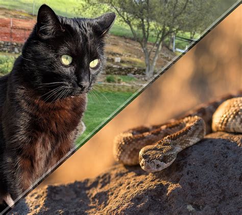 Can Cats Kill Snakes