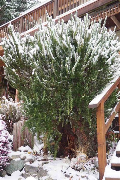 The Best Cold Hardy Rosemary Varieties Gardeners Path