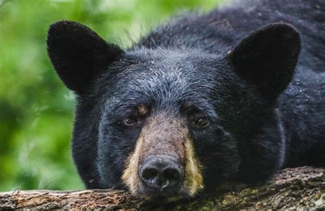 Discover The Largest Bear Ever Caught In Michigan A Z Animals