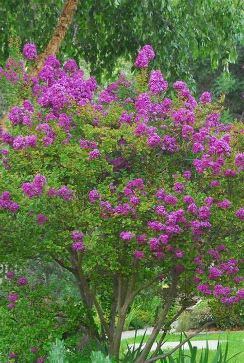 Small Ornamental Trees Zone 5 6 The Best Small Trees Better Homes