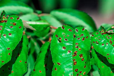 How To Treat Brown Spots On Leaves