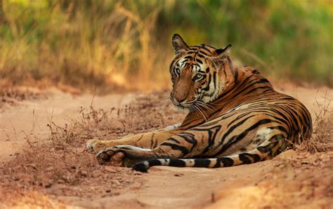 Bandhanvgarh Tiger Spotty Female Tiger Tiger Big Cats