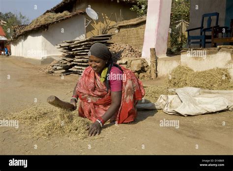 Woman Husking And Winnowing Gond Tribe Gadchiroli Maharashtra India