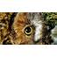 Owl Eye Macro Closeup Petsandanimals Animal Bird Nature