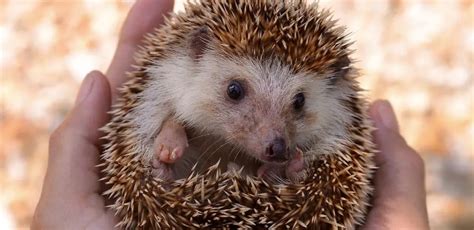 Traveling With A Hedgehog Pet Nudge