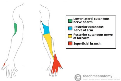 Nerves Of The Upper Limb Teachmeanatomy