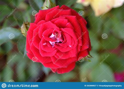 Indian Rose Flower Elegant Rose Flower Rose Flowering Plants With