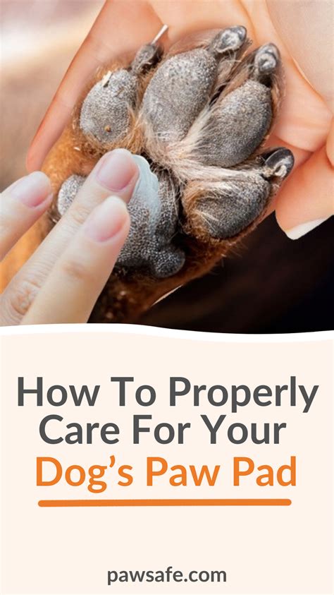How To Properly Care For Your Dogs Paw Pad Dog Paw Pads Cracked Dog