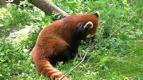 Kiah The Pregnant Red Panda Youtube
