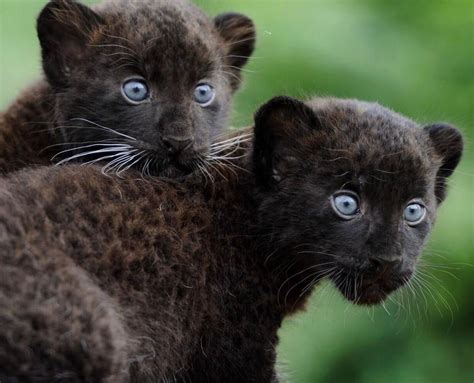 Black Panther Cubs Ifttt2vwctzv Panther Cub Animals Wild