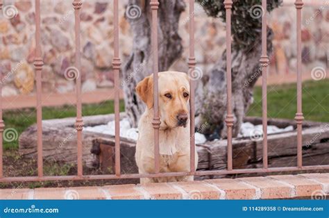 Dog Behind A Fence Stock Photo Image Of Guarding Pityn 114289358