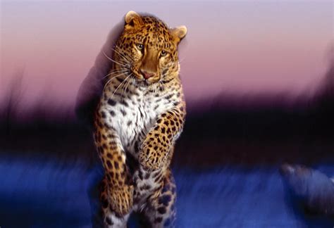 Amur Leopard Animal Stock Photos Kimballstock