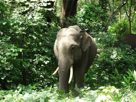 Free Photo Indian Elephant Elephants Jungle Free Image On Pixabay