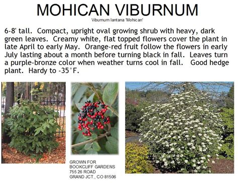 Viburnum Mohican