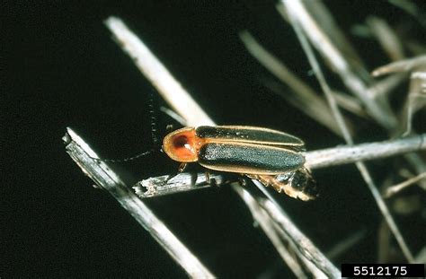 Common Eastern Firefly Photinus Pyralis