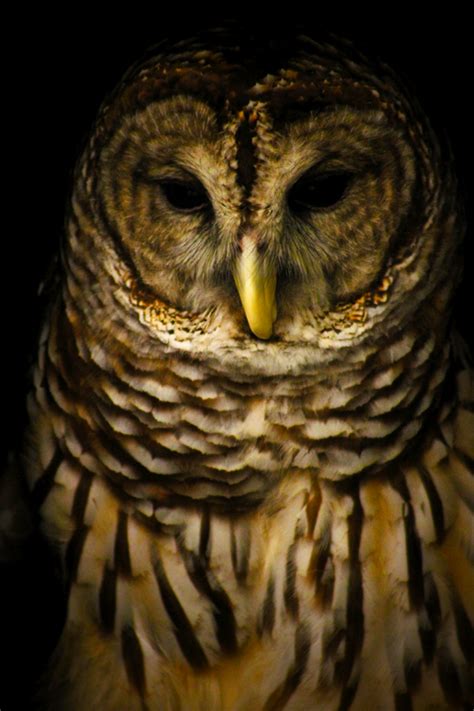 Northern Screech Owl Snowy Owl Tattoo White Owl Tattoo Owl Tattoo
