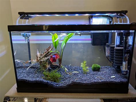 10 Gallon Betta Community Tank With Otocinclus Chili Rasbora And