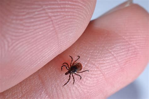 Interesting Tick Facts Little Known Facts About Ticks
