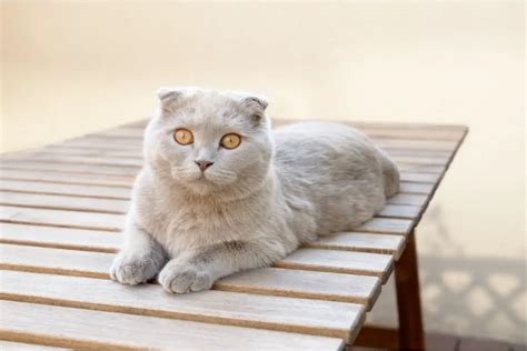 What You Need To Know About The Scottish Fold Munchkin Cat Animalfate