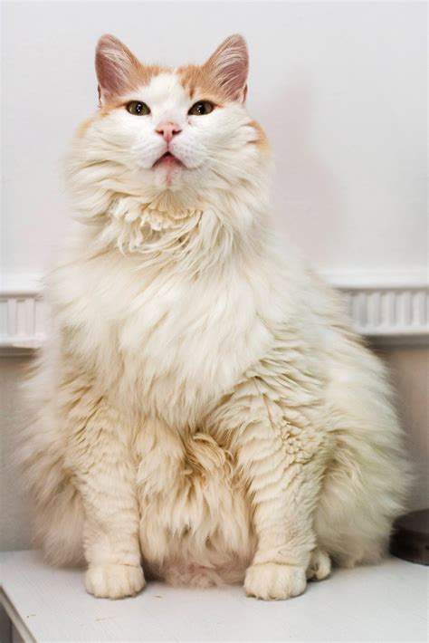 Puff The Chubby Cat Has Been Signed Up To Fat Camp To Shift Some Weight