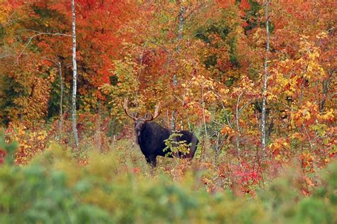 Moose In Maine How Is The Population Of This Iconic Mammal Faring In
