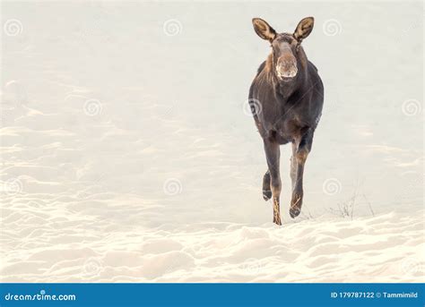 Moose Running In Snow Stock Photo Image Of Ears Horizontal 179787122