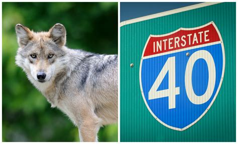 Lone Endangered Mexican Gray Wolf Has Crossed The I 40 In Search Of A Mate