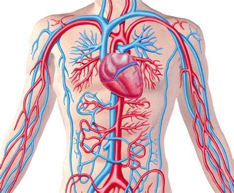 Circulatory System Gambaran