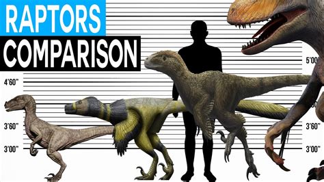 Velociraptor Size Comparison