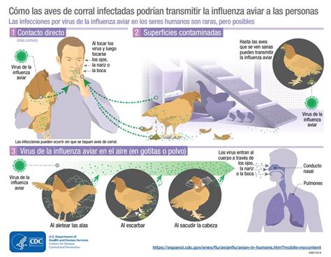 Guía Sobre La Gripe Aviar Qué Es Cómo Se Contagia Cuáles Son Los Síntomas Y Cuál Es El Riesgo