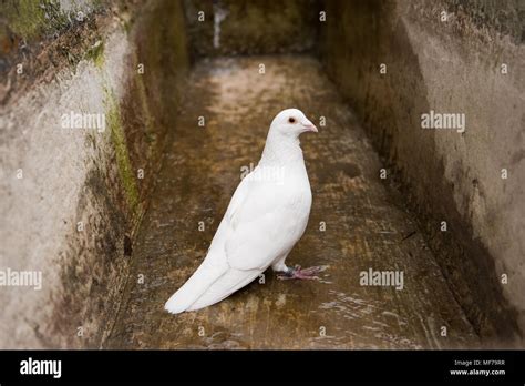White Dove Pigeon Stock Photo Alamy