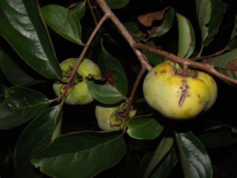 Our fruit trees are shipped to melbourne adelaide sydney and most australian states and towns. Forum: Tropical Fruit Trees Successfuly Grown In Sydney ...