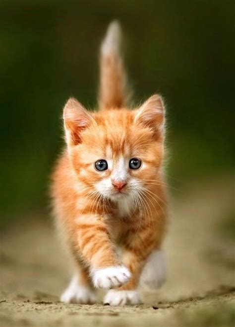 Such A Cute Little Ginger Kitten Kittens Cutest Cats Cute Cats